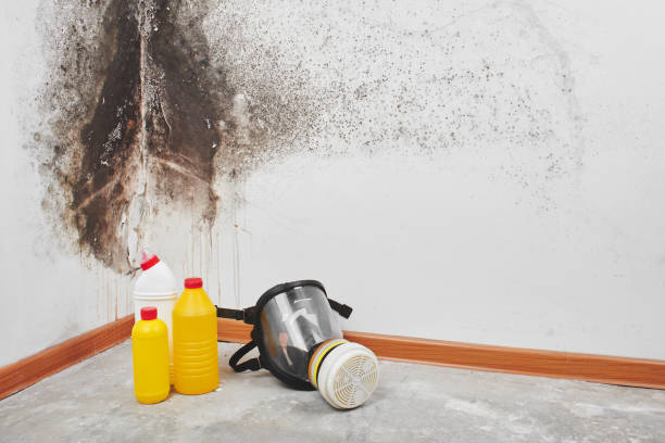 Best Attic Mold Remediation in Marshall, MN
