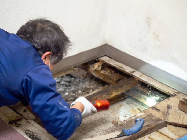 Best HVAC Mold Remediation in Marshall, MN