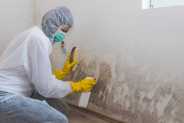 Best Industrial Mold Remediation in Marshall, MN