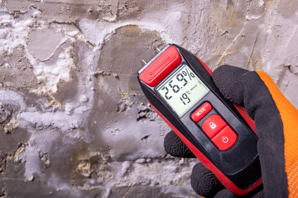 Best Emergency Mold Remediation in Marshall, MN