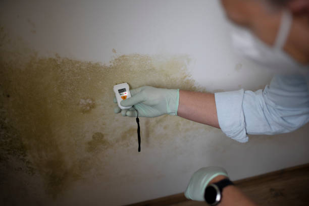 Best Mold Testing and Inspection Services in Marshall, MN