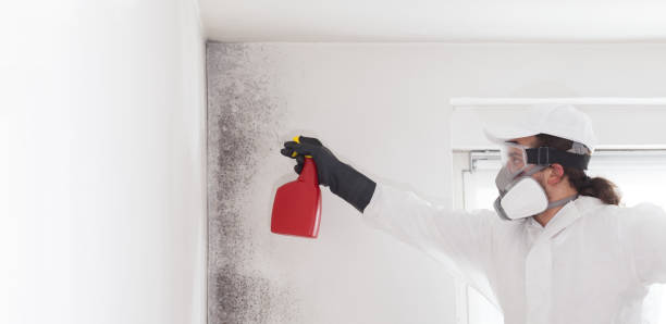 Best Black Mold Remediation in Marshall, MN