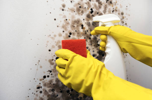 Best Commercial Mold Remediation in Marshall, MN
