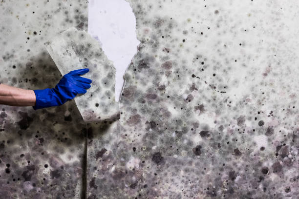 Best Bathroom Mold Remediation in Marshall, MN