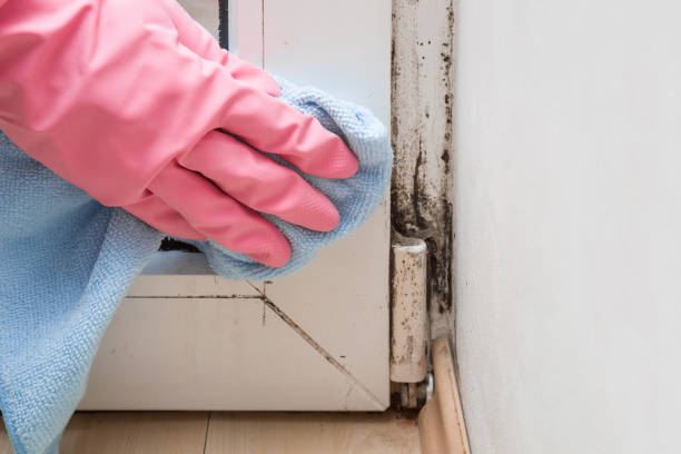 Best DIY Mold Remediation Support Services in Marshall, MN