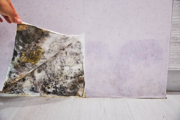 Best Mold Testing and Inspection Services in Marshall, MN